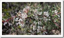 Hakea sericea