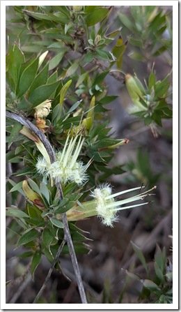 Styphelia adscendens