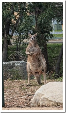Kangaroo