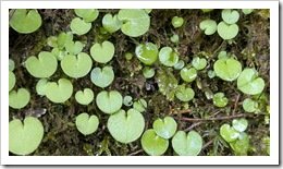 Unidentified (Please Help)