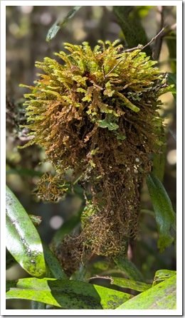 Unidentified (Please Help)