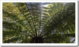 Magnificent Tree Fern like a Parasol