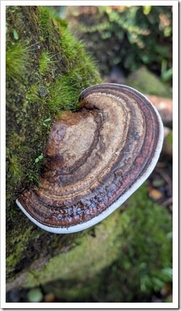 Forest Fungi (Fomitopsis pinicola?)