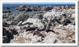 Kaikoura Seal Colony
