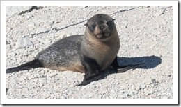 Seal Pup