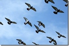 Een vlucht wit-grijze duiven