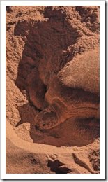 Ras Al Jinz Turtle Reserve