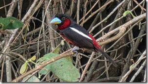 Black-and-red broadbill