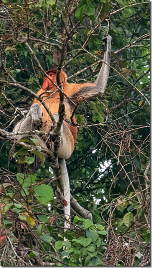 Proboscis monkey (aka Dutch ape)