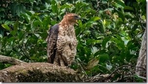 Wallace's hawk eagle