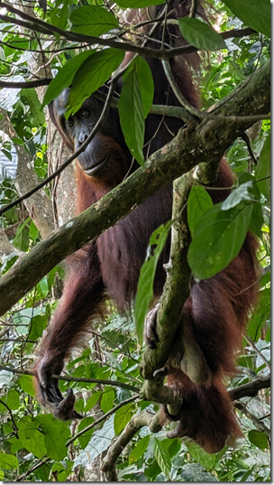 Orangutan