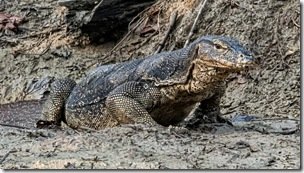 Monitor lizard