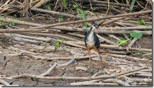 White breasted waterhen