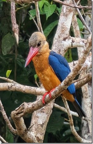 Stork-billed kingfisher