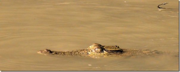 Salt water crocodile