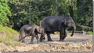 Borneo pygmee elephants