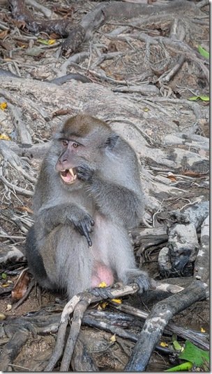 Long-tailed macaque