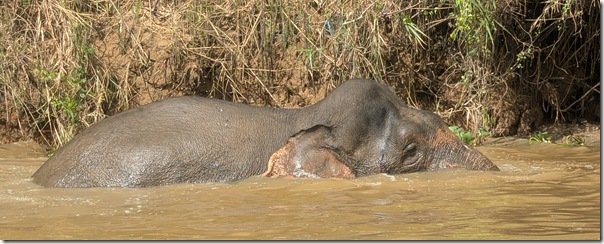 Borneo pygmee elephant