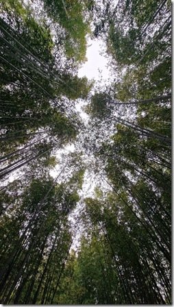 Arashiyama Bamboo Forest