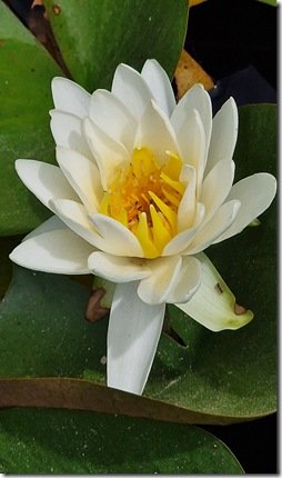 White Water-Lily